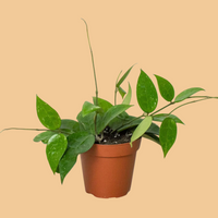 Potted Hoya Black Margin plant with green leaves on a peach  background by House of Agave.