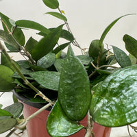 Green Hoya Black Margin potted plant with trailing vines from House of Agave.