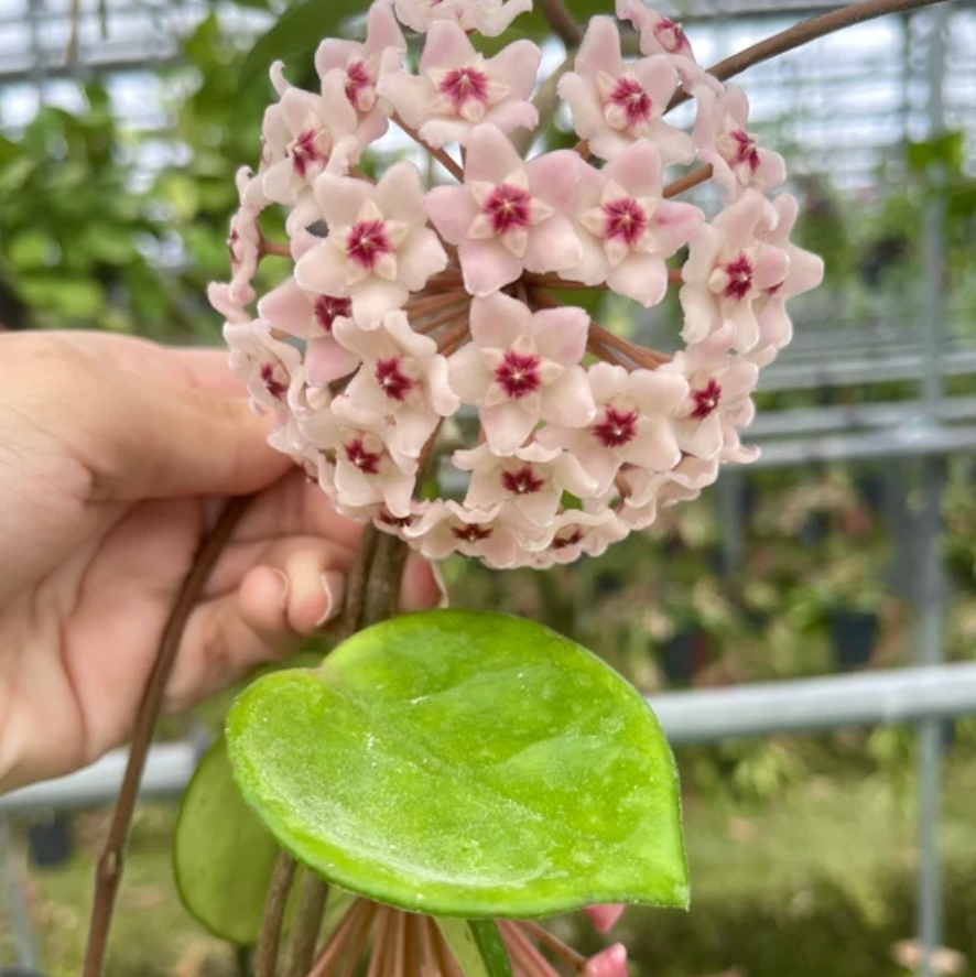 Hand holding a cluster of pink Hoya carnosa flowers with green leaves.