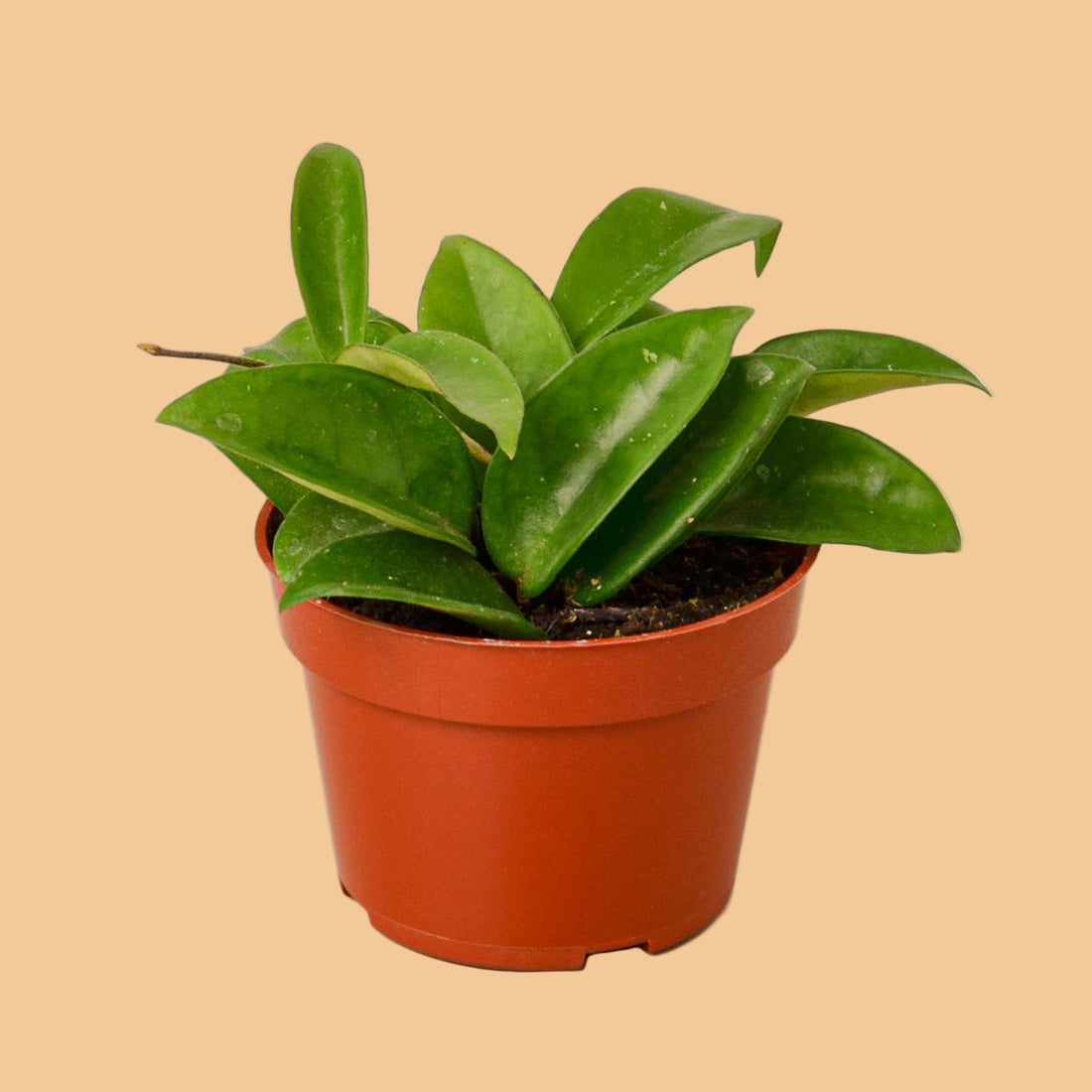 Potted green Hoya carnosa plant, with green leaves on a peach background by House of Agave.