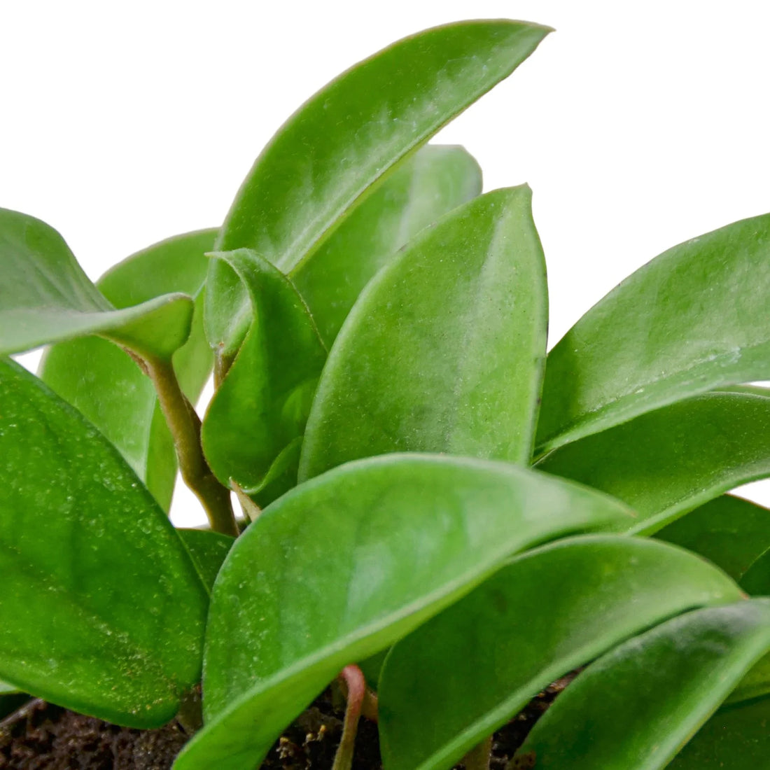Close-up of Hoya carnosa green leaves on a white background from House of Agave.