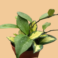 Hand holding a small potted HOYA Krimson Princess plant with trailing green and yellow leaves on a peach background.