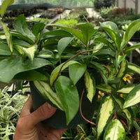 Hand holding a green HOYA  plant in a greenhouse setting from House of Agave.