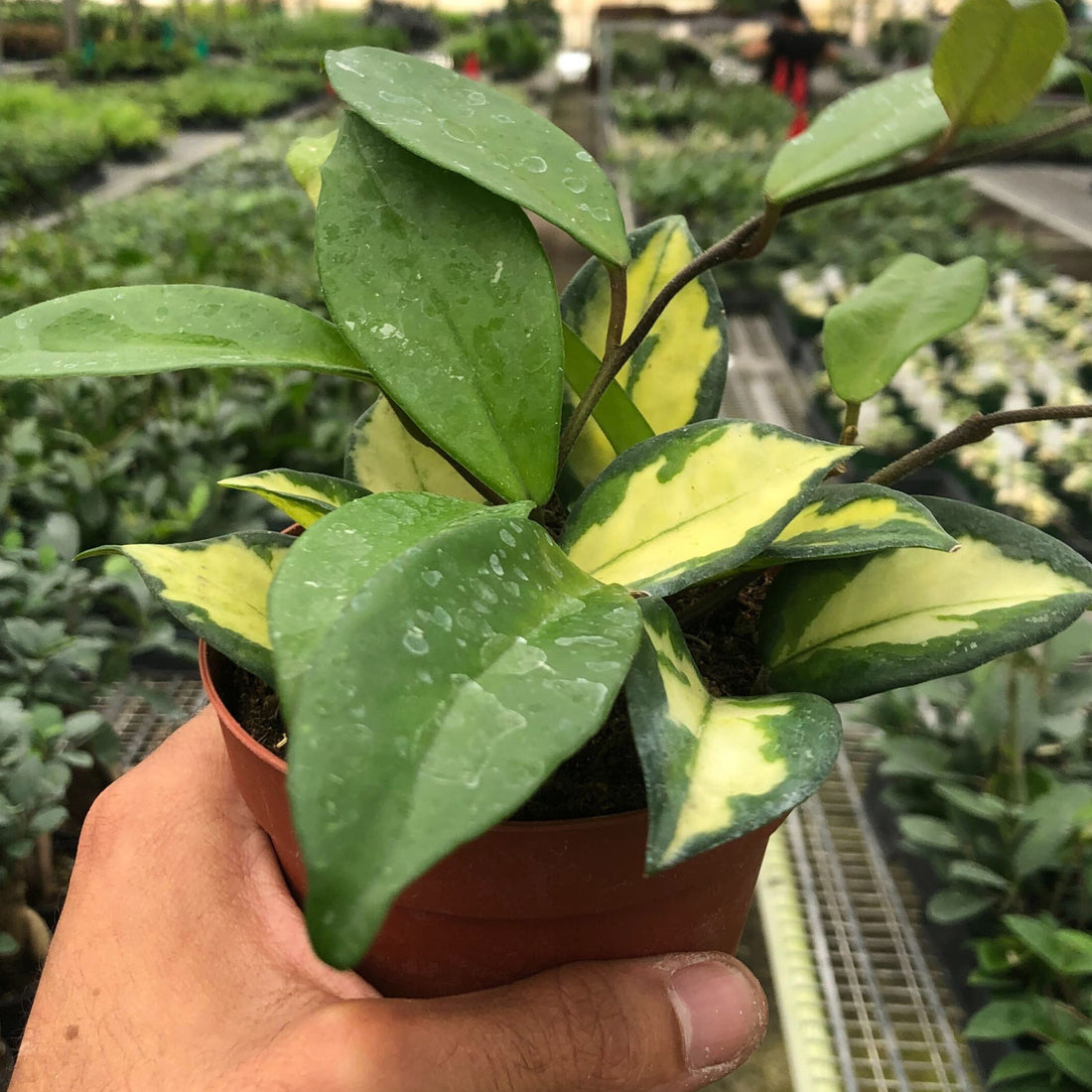 Hand holding a small potted trailing HOYA Krimson Princess plant in a greenhouse setting from House of Agave.