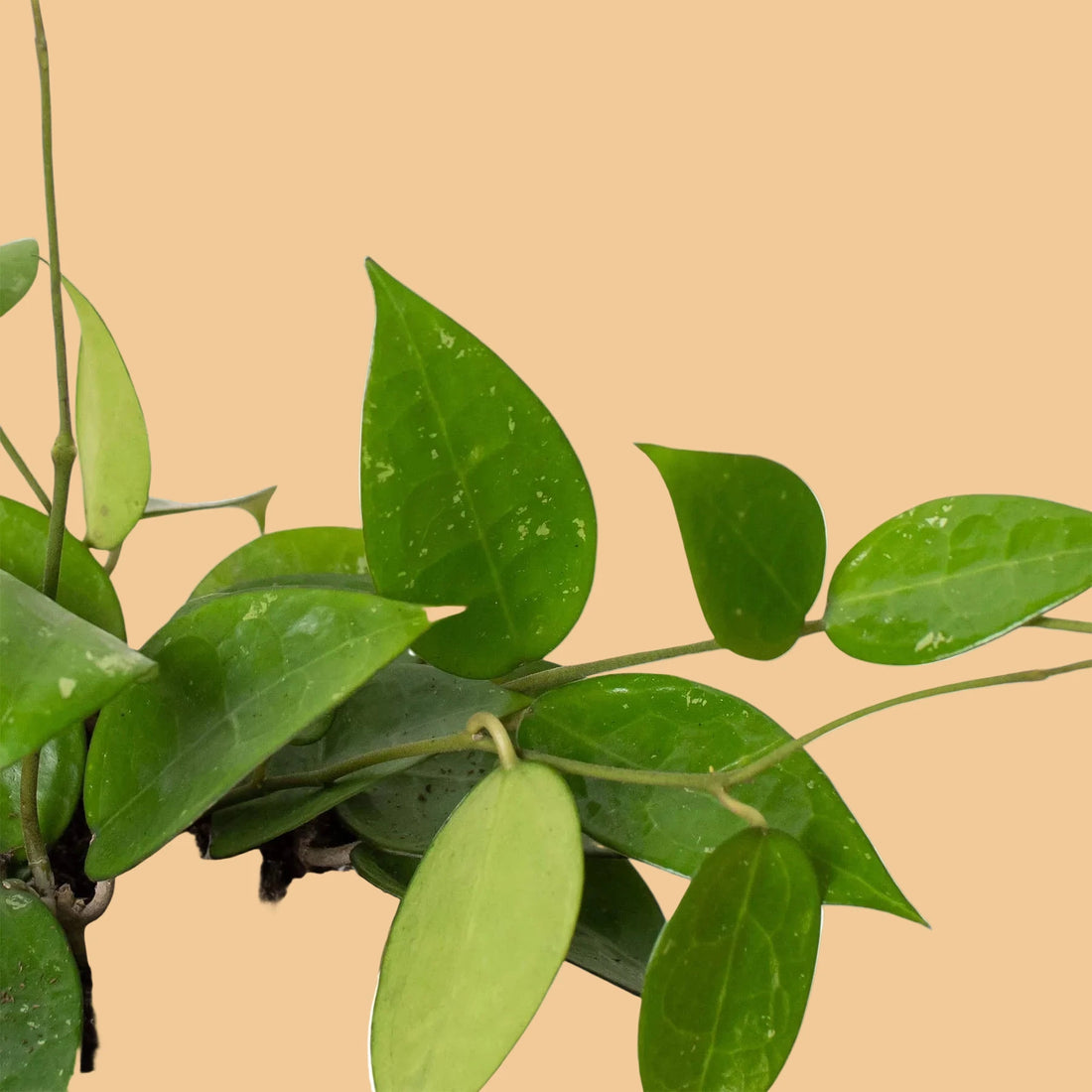 Potted Hoya Black Margin plant with green leaves on a peach background from House of Agave.