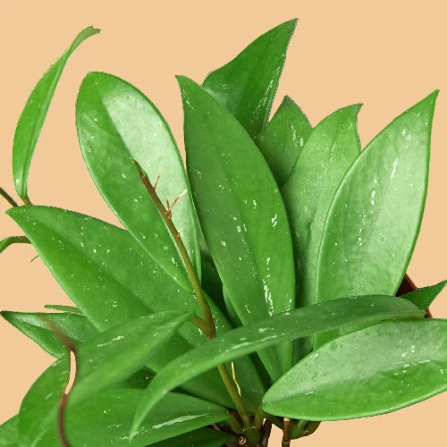 Close-up of a potted Hoya Pubicalyx plant with green leaves from House of Agave.