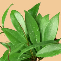 Close-up of a potted Hoya Pubicalyx plant with green leaves from House of Agave.