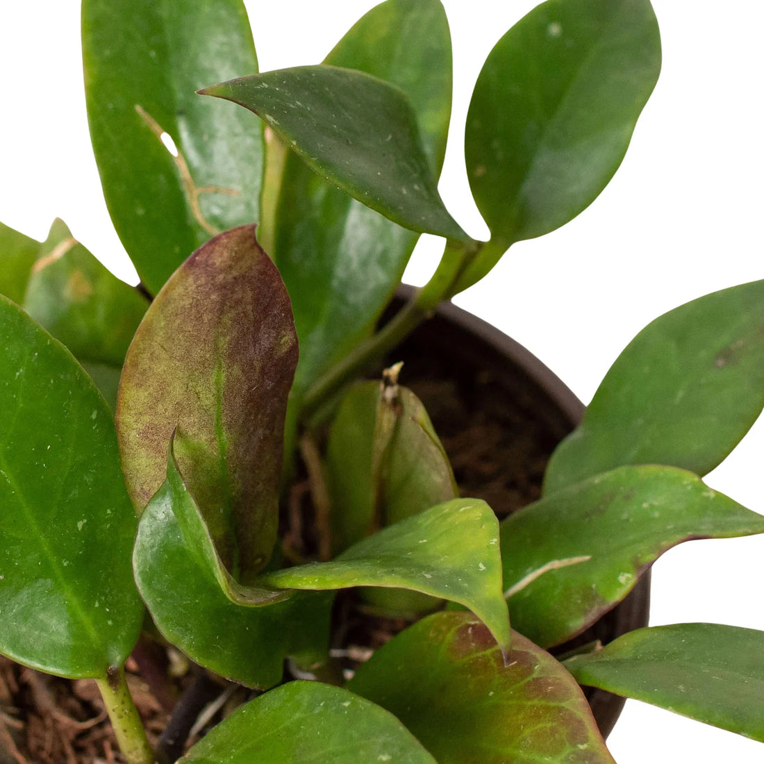 Potted Hoya sunrise plant with green leaves and a brown pot on a white background from House of Agave.