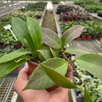 Hand holding a potted Hoya sunrise plant with a greenhouse filled with plants in the background at House of Agave.