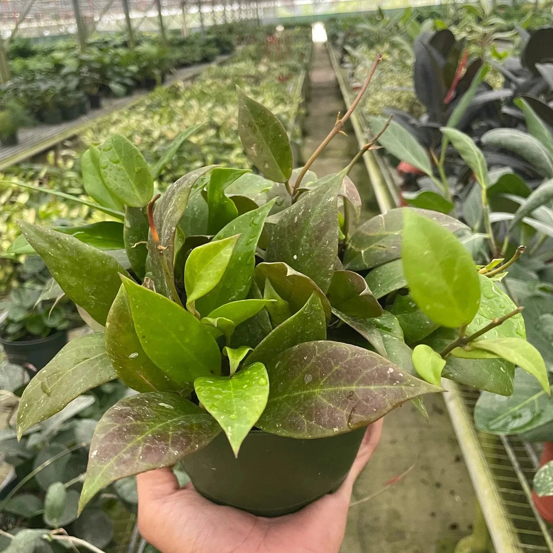 Hand holding a potted Hoya sunrise plant in a greenhouse setting at House of Agave.