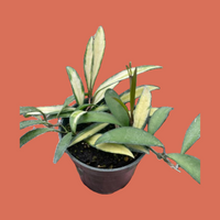 Hand holding a small variegated Hoya wayetii plant with green and cream leaves from House of Agave.
