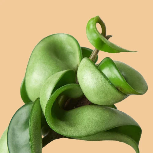 Close-up of a green leaves of a Hoya rope plant on a peach background.