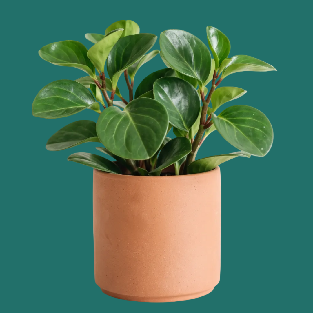 A potted Peperomia with glossy dark green oval leaves in a matte terracotta-colored cylindrical pot, isolated on a white background.