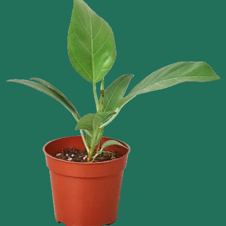 Potted Ficus Audrey plant with green leaves on a green background.
