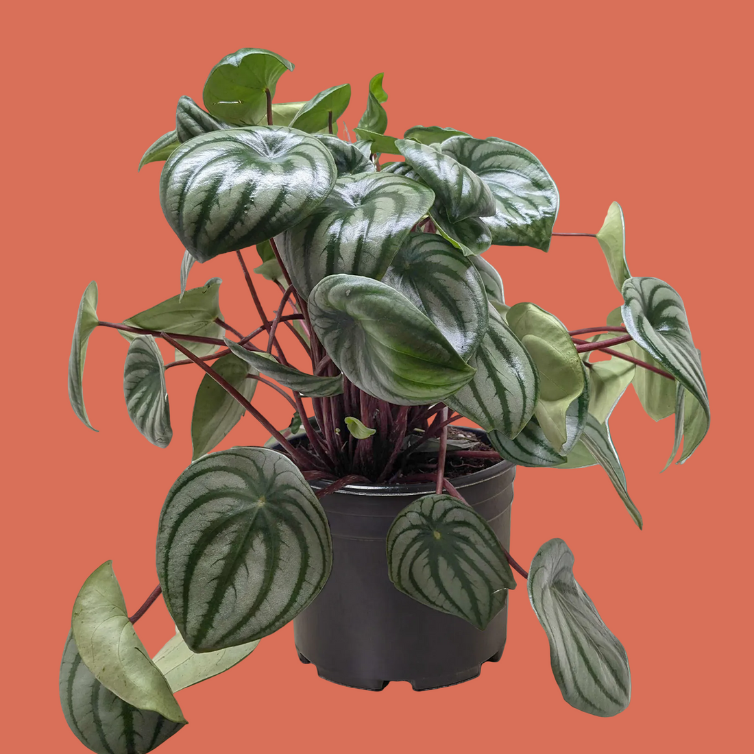 Potted compact Watermelon Peperomia plant with striped green leaves from House of Agave.
