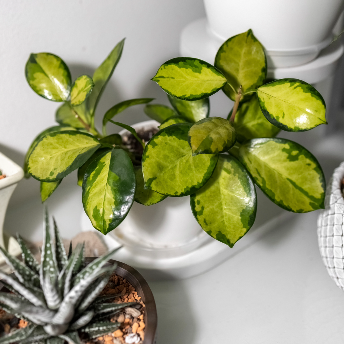 Variegated green and yellow Hoya Lisa plant on a light gray surface with other plants in the background.