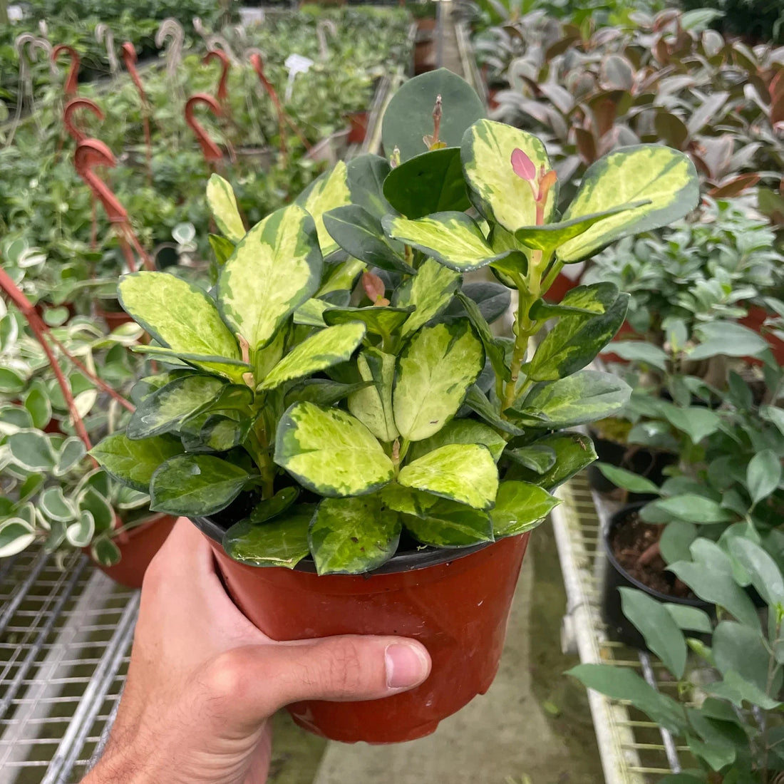 Hand holding a potted Hoya Lisa plant in a greenhouse setting by House of Agave.