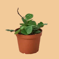 Potted Hoya Carnosa, Chelsea plant with green leaves in a terracotta pot on a plain background.