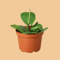 Potted Hoya sweetheart plant with heart-shaped leaves on a peach background from House of Agave.