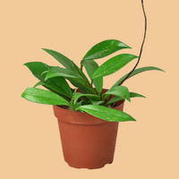 Potted Hoya Pubicalyx plant with green leaves on a peach background from House of Agave
