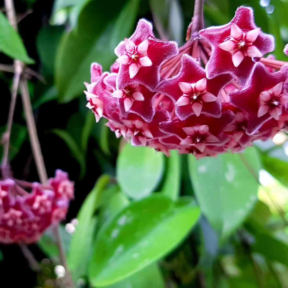 Pink flower clusters on a green leafy Hoya plant with a blurred background.