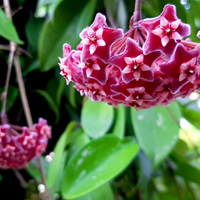 Pink flower clusters on a green leafy Hoya plant with a blurred background.