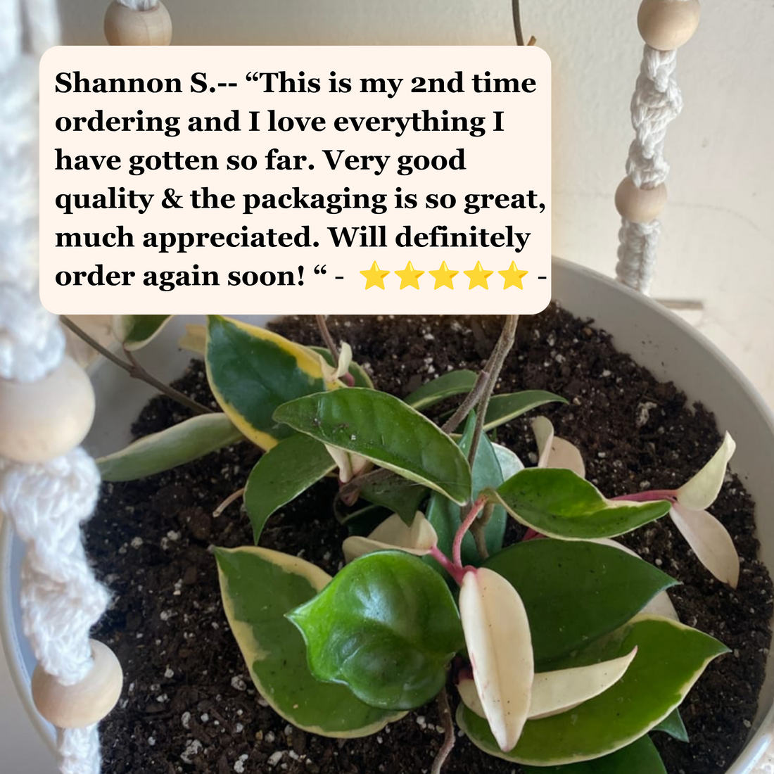 A close-up of a potted variegated houseplant with green and cream leaves in dark soil, hanging in a macrame hanger. A beige review card with a star rating and a customer quote is overlaid on the top left.