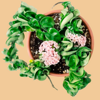 Potted Hoya Rope plant with pink flowers on a peach background from House of Agave.