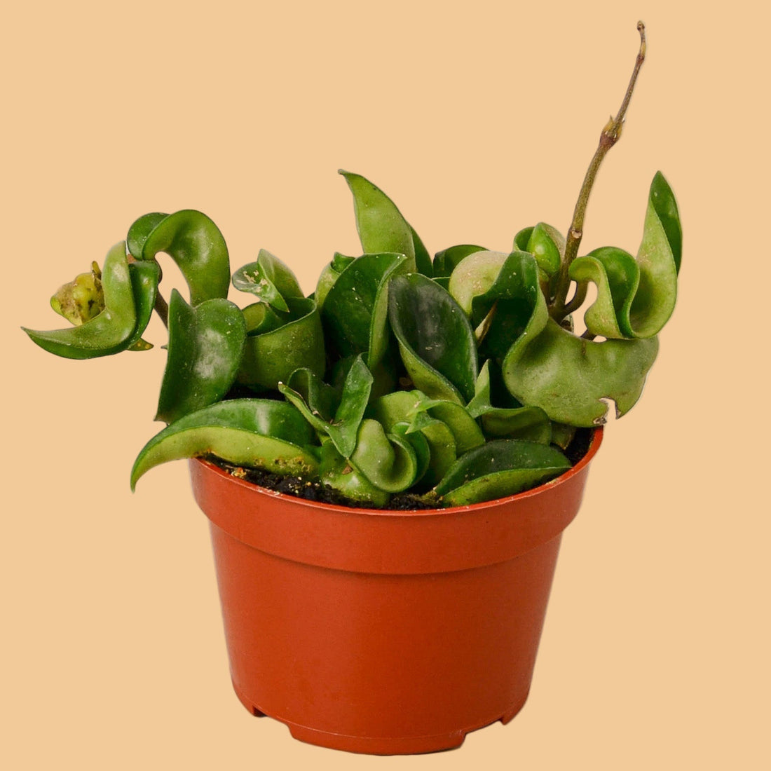 Potted Hoya rope plant with green leaves in an orange pot on a peach background from House of Agave.