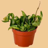 Potted Hoya rope plant with green leaves in an orange pot on a peach background from House of Agave.