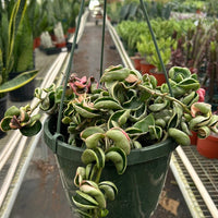 Hanging Hoya Variegated Rope plant in a greenhouse with other plants in the background by House of Agave.