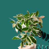 A variegated Hoya Krimson Queen houseplant with glossy green leaves and creamy white margins, held by a person wearing a striped green and teal long-sleeve shirt against a solid teal background.