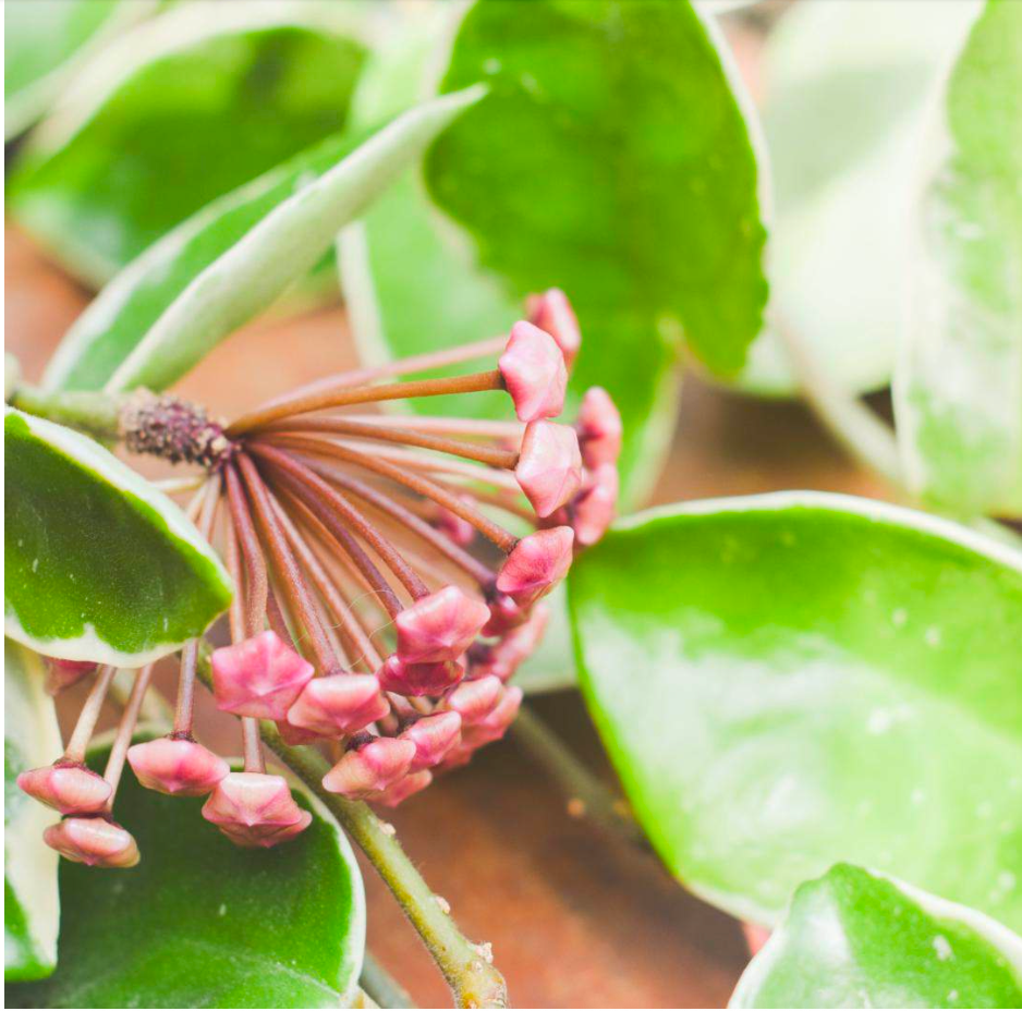 Close-up of a flowering plant with clusters of small pink blossoms and green variegated leaves.