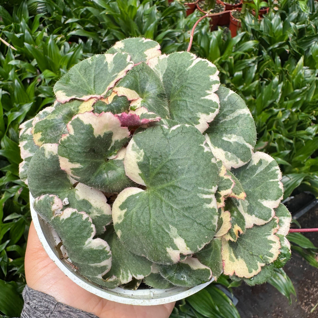 Variegated leaf plant held by a person with greenery in the background