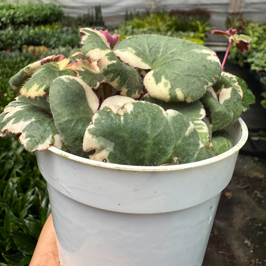 Variegated leaf plant in a white pot held by a person, with a greenhouse background.