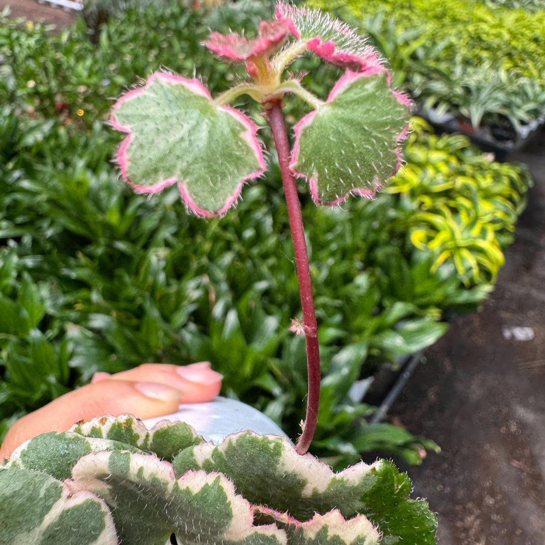 Saxifraga Tricolor, Strawberry Geranium