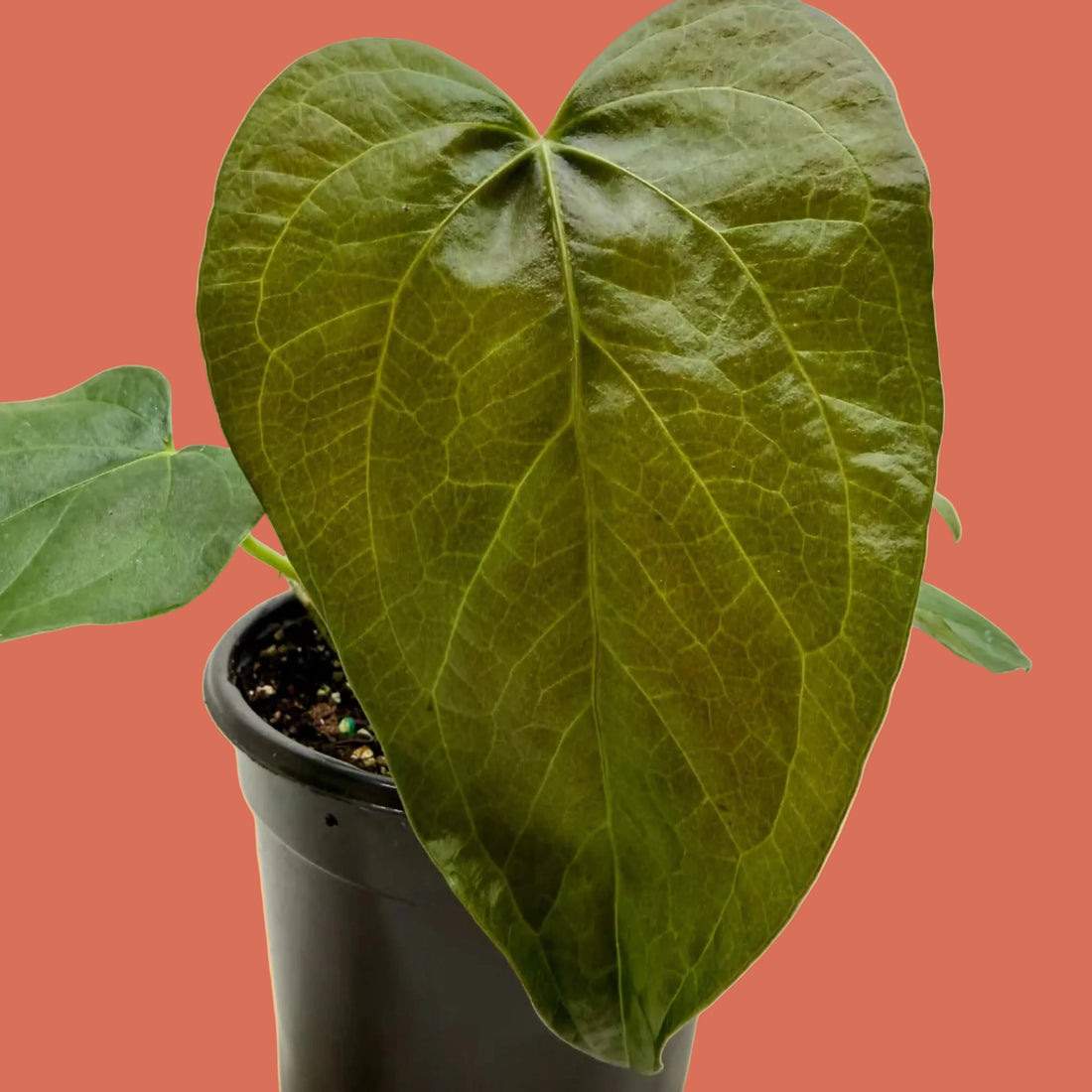 Potted plant with large green leaves on a plain background