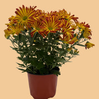 A potted cluster of chrysanthemums with yellow and red-orange flowers, set in a terracotta-colored plastic pot against a plain white background.