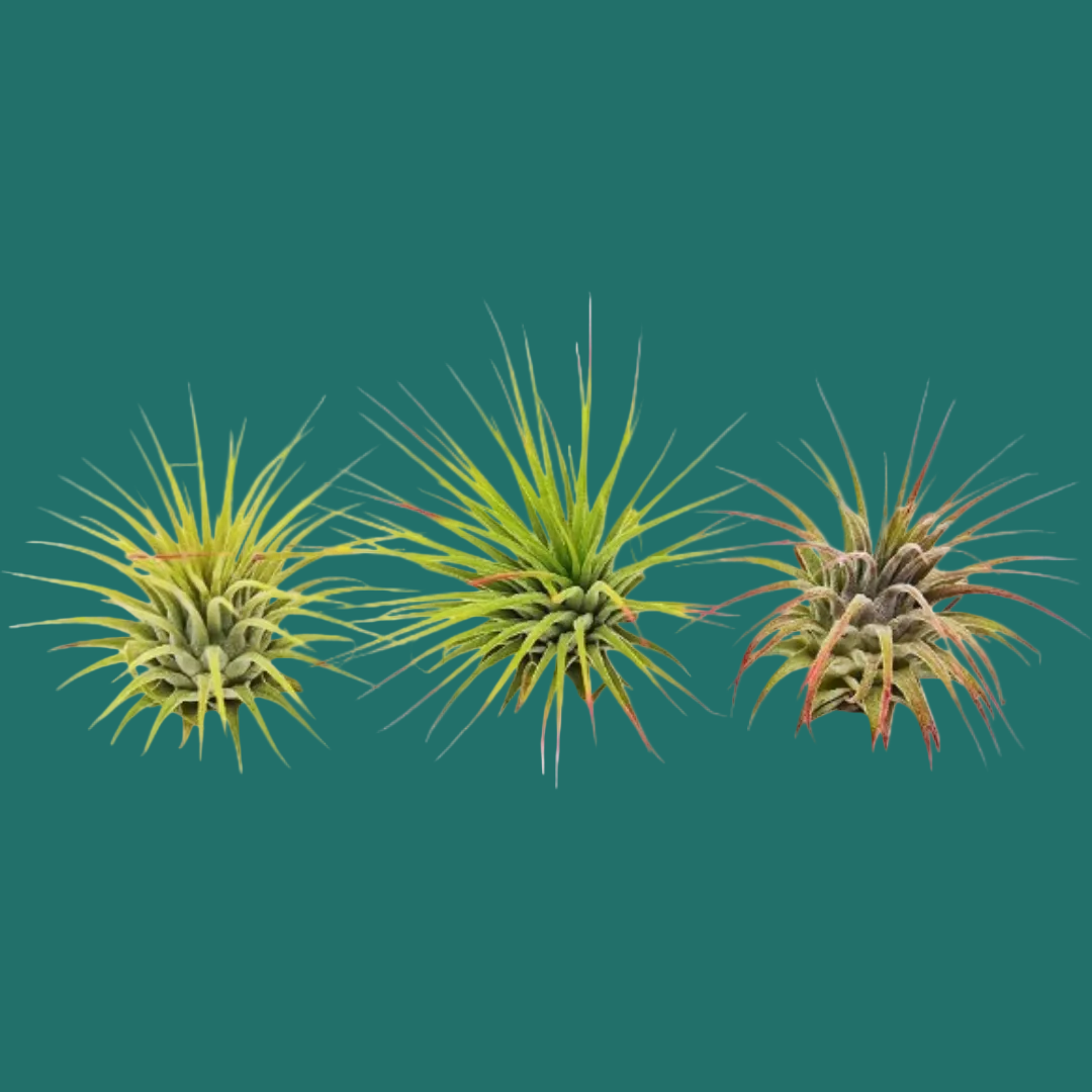 Three small air plants on a green background from House of Agave.