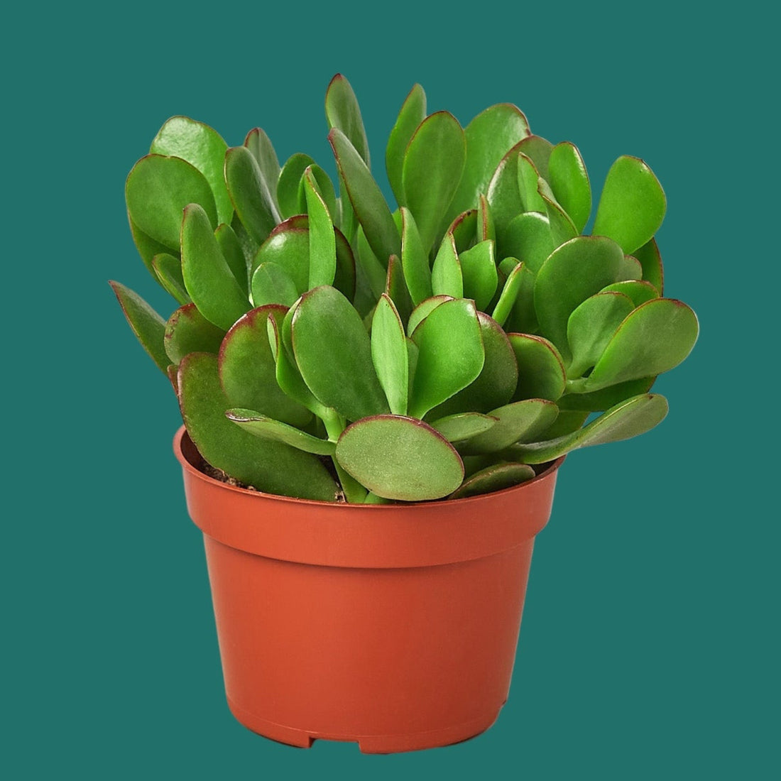 Potted Jade green succulent plant on a green background from House of Agave.