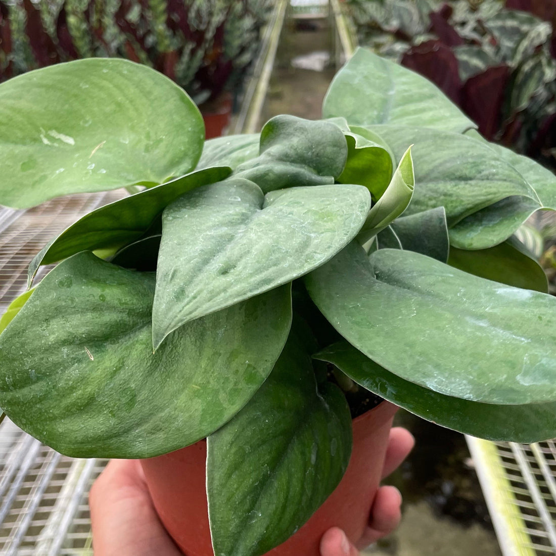Hand holding a potted Satin Jade houseplant in a greenhouse setting