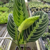 Hand holding a Lemon Lime Maranta potted plant with striped leaves in a greenhouse setting.