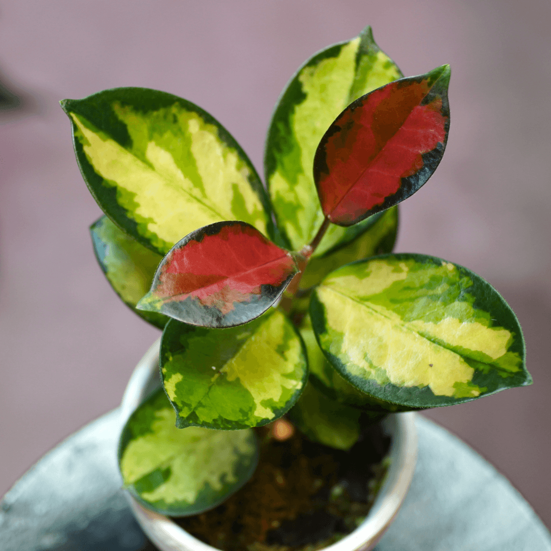 Hoya australis, Lisa