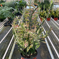 Potted EUPHORBIA, Devil's Backbone variegated plant held in front of a greenhouse with other plants in the background.