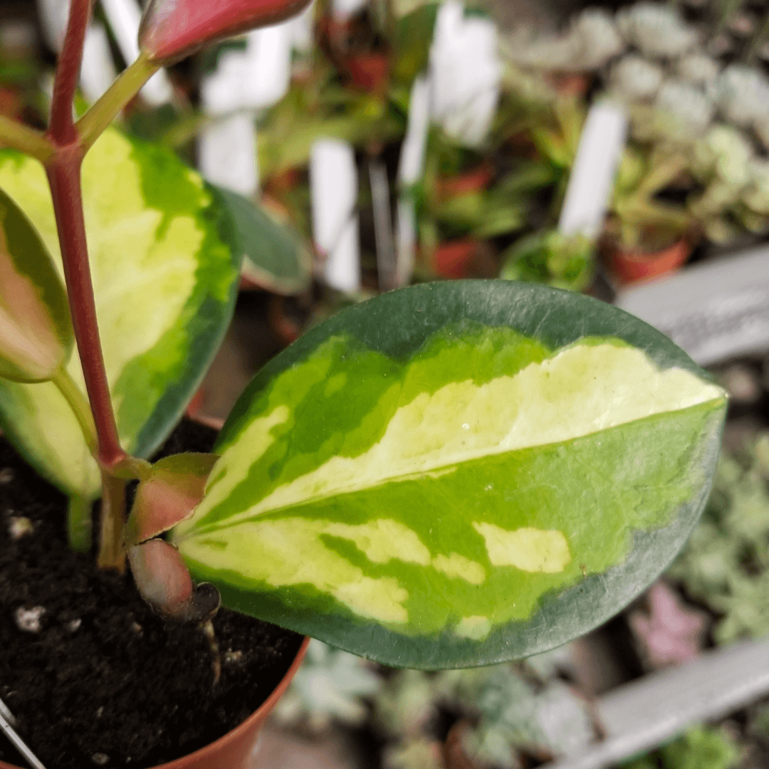 Hoya australis, Lisa