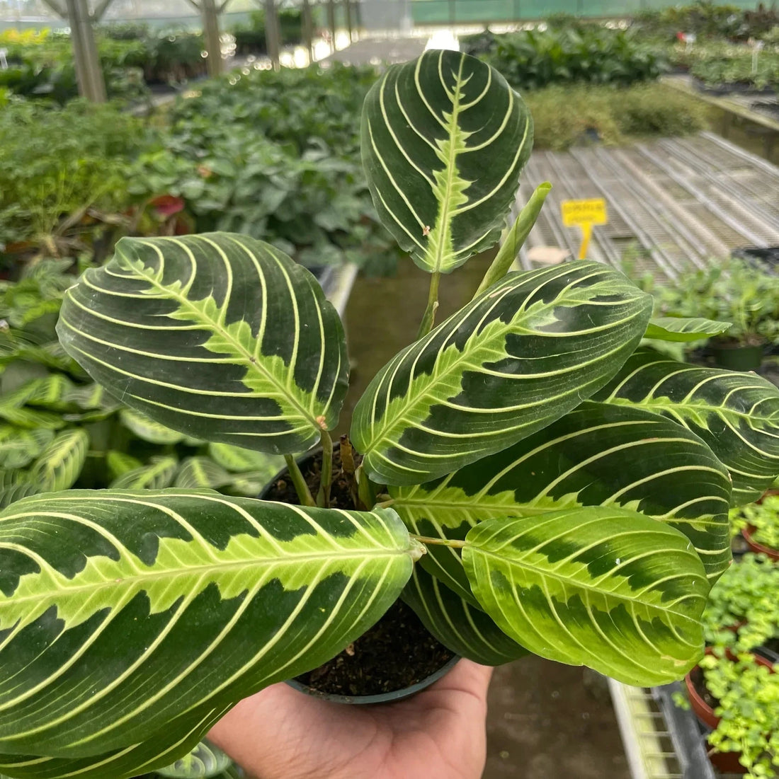 Hand holding a green leafy Maranta Lemon lim plant with yellow veins in a greenhouse setting.
