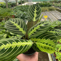 Hand holding a green leafy Maranta Lemon lim plant with yellow veins in a greenhouse setting.