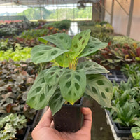 Hand holding a potted Marana Leuconeura plant with a leaf pattern in a greenhouse setting
