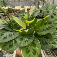 Potted Maranta Beauty Kim plant held in a greenhouse setting at House of Agave.