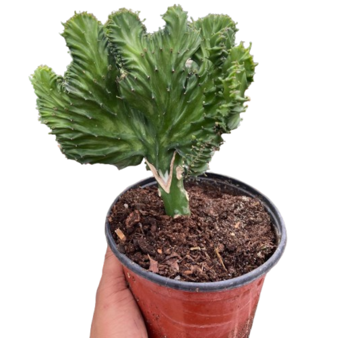 Euphorbia Mermaid Tail cactus with fan like tail in a terracotta pot against a plain background.